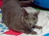 felix-pd-resized